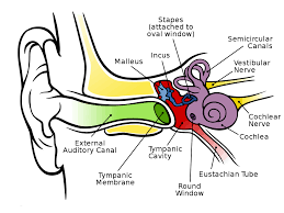 Health effects of noise. Ill health. The human hearing system is easily damaged by noise