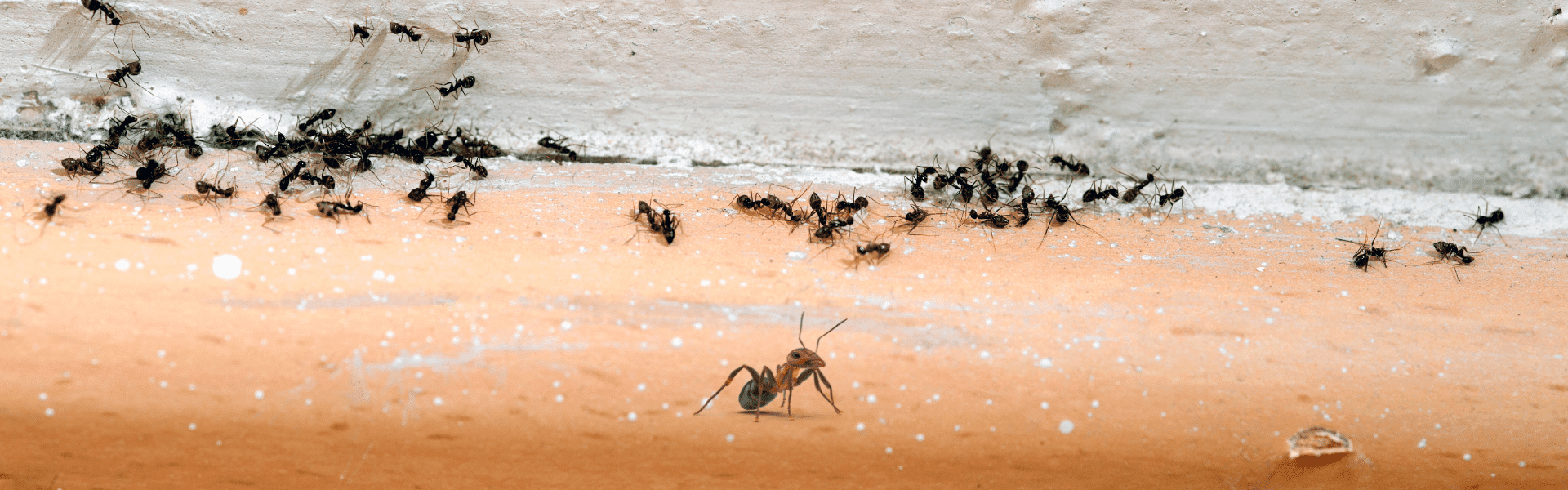 ants crawling on the floor