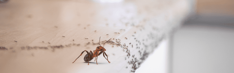 howto get rid of ants in the kitchen fast. Ants crawling across a kitchen worktop